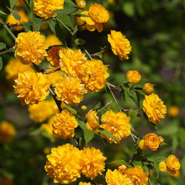 Double Flowered Japanese Rose (Kerria japonica 'Pleniflora') - QT -Ship Only