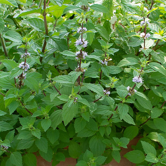 Hillary’s Sweet Lemon Mint (Mentha ‘Hillary’s Sweet Lemon’) - QT -Ship Only