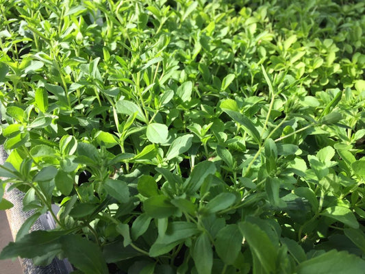 Sweetleaf Herb (Stevia rebaudiana) - QT -Ship Only