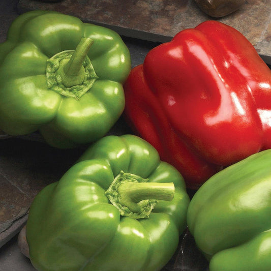 Better Belle Pepper (Capsicum annuum ‘Better Belle’) - QT -Ship Only