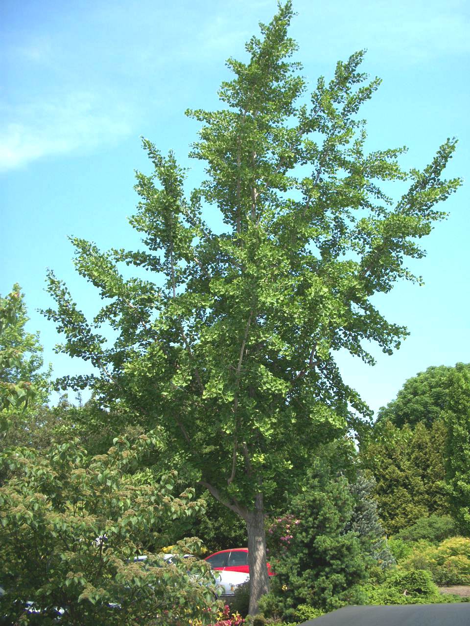Princeton Sentry™ Ginkgo (Ginkgo biloba 'Princeton Sentry') - 2 gallon 36" -Ship Only