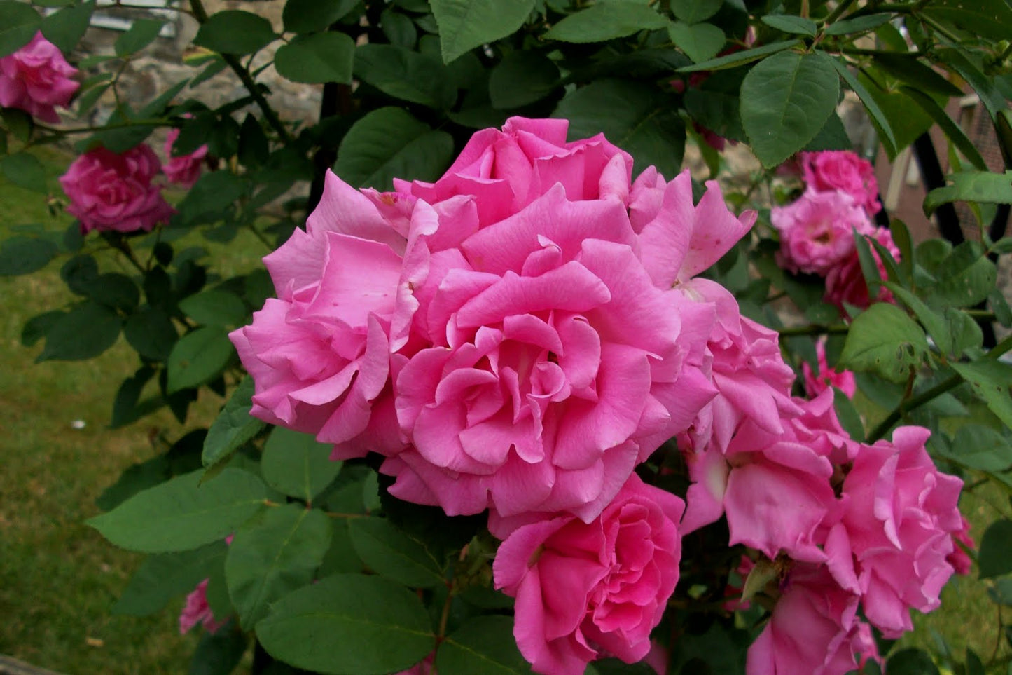 Zephirine Drouhin Climbing Rose (Rosa CL 'Zephirine Drouhin') - 3 gallon -Ship Only