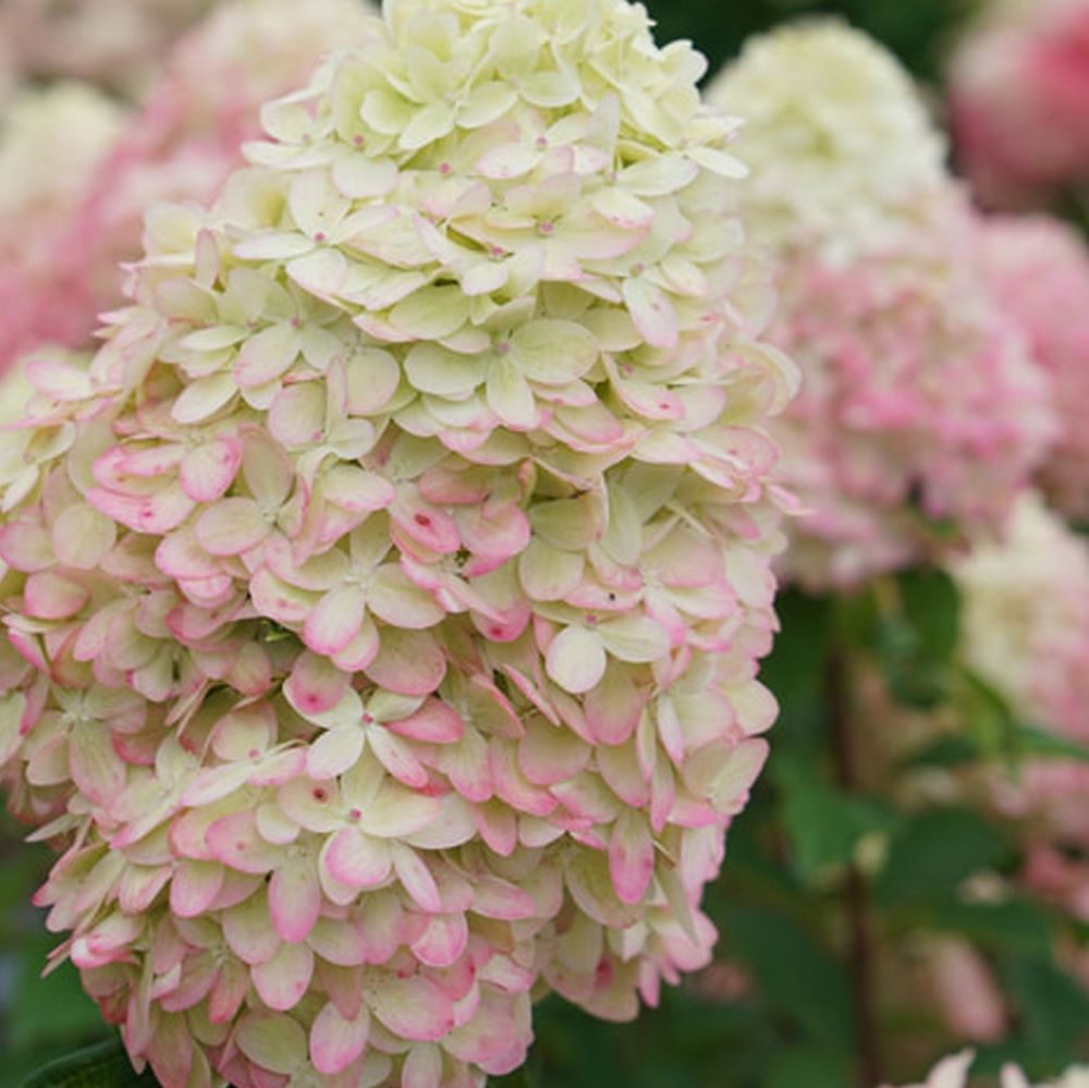 Limelight Prime® Panicle Hydrangea (Hydrangea 'P Limelight Prime') - 1 gallon 24" -Ship Only