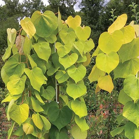 Golden Falls® Weeping Redbud (Cercis canadensis 'Golden Falls') - 2 gallon 36" -Ship Only
