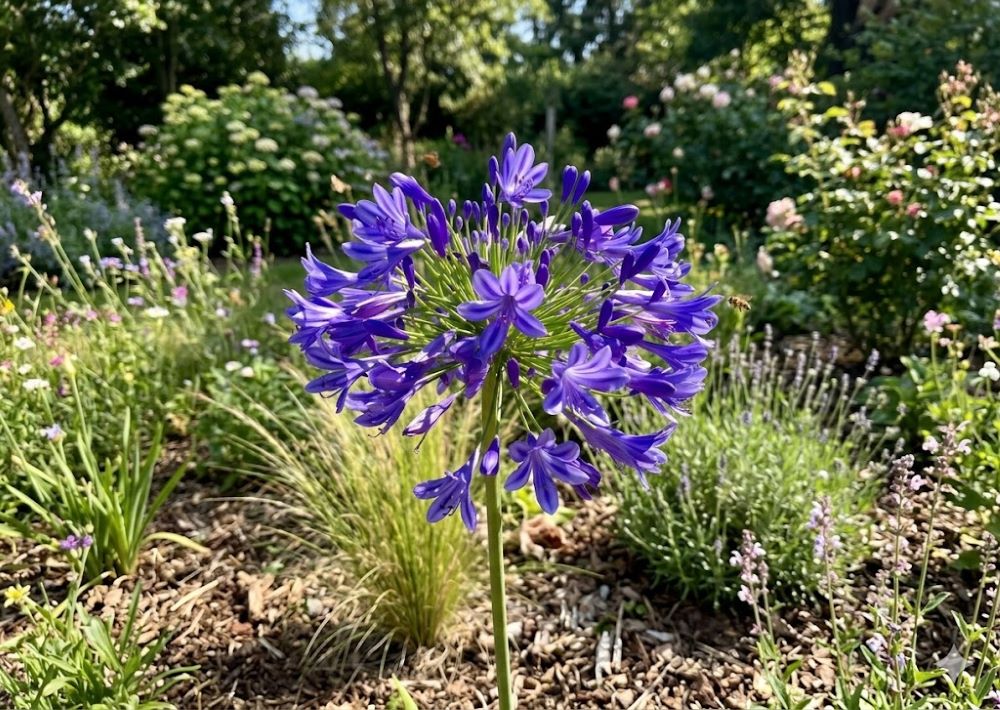Blue African Lily (AGAPANTHUS AFRICANS BLUE) - 1 gallon -Ship Only