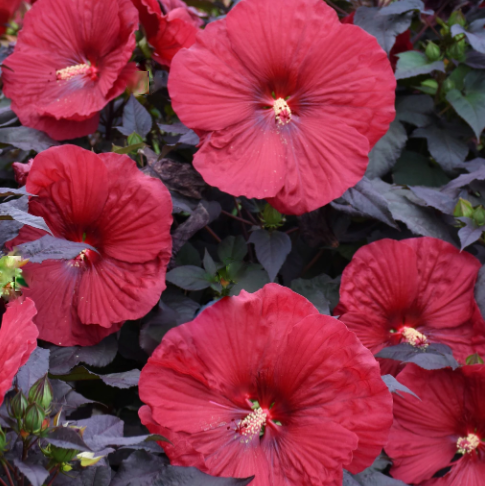 Summerific® 'Holy Grail' Rose Mallow (Hibiscus holy 'Grail') - 1 gallon -Ship Only