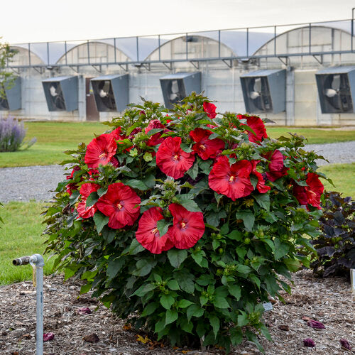 Summerific® 'Valentine's Crush' Rose Mallow (Hibiscus x 'Summerific Valentines Crush') - 1 gallon -Ship Only