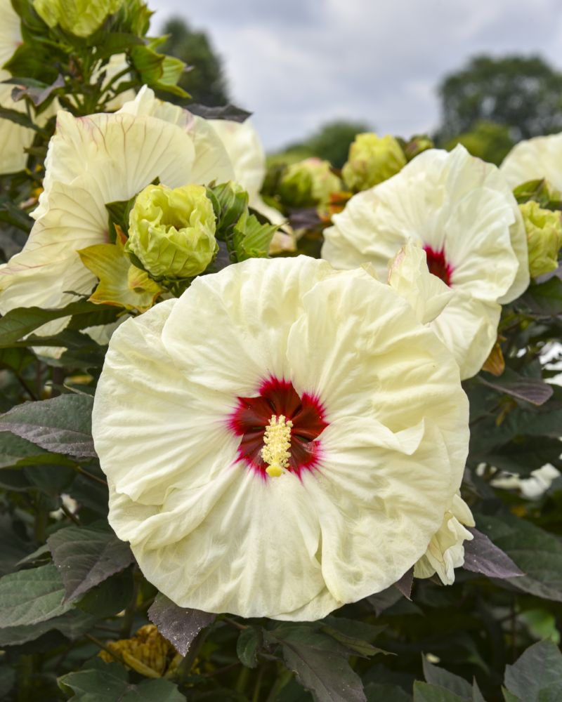 SUMMERIFIC® ‘Coconut Cream’ Rose Mallow (Hibiscus 'Coconut Cream') - 1 gallon -Ship Only