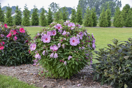 Summerific® 'Lilac Crush' Rose Mallow (Hibiscus x 'Summerific Lilac Crush') - 1 gallon -Ship Only