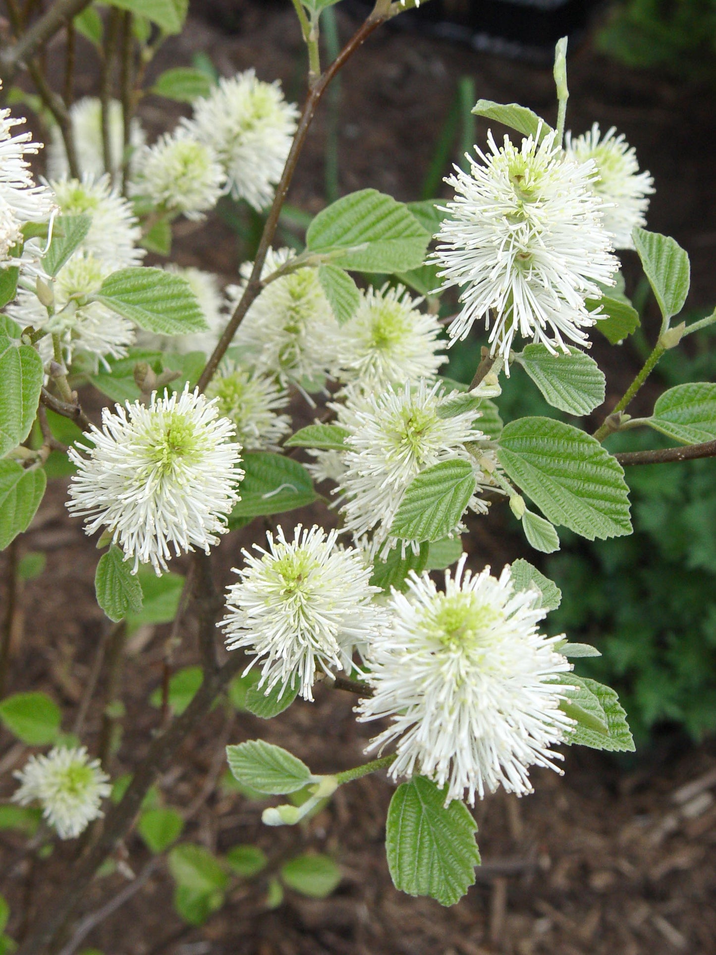 Mount Airy Dwarf Fothergilla (Fothergilla gardenii 'Mount Airy') - QT -Ship Only