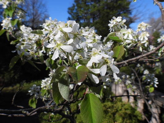 ‘Regent’ alder-leaved serviceberry (Amelanchier alnifolia 'Regent') - 3 gallon -Ship Only