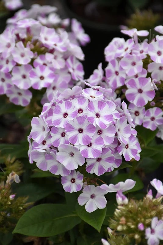 Flame® Lilac Star Dwarf Garden Phlox (Phlox  paniculata 'Flame® Lilac Star' ppaf) - 1 gallon -Ship Only