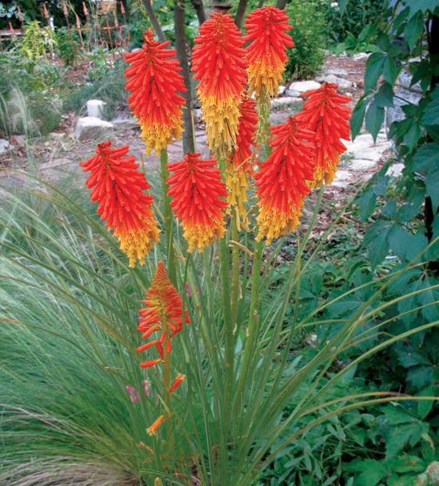 Papaya Popsicle™ Poker Plant (Kniphofia ‘Papaya Popsicle’) - QT -Ship Only