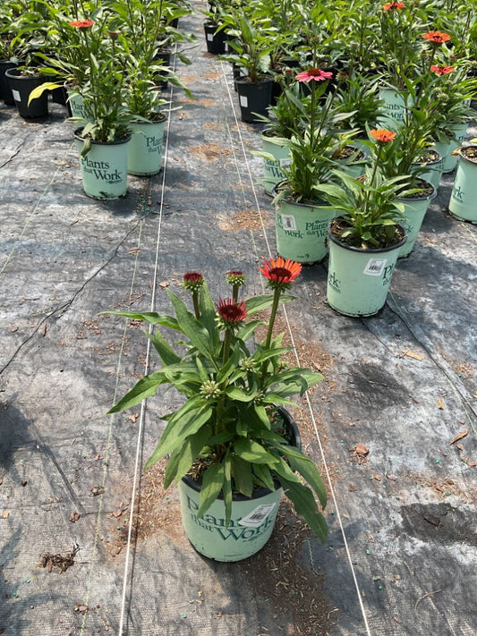 Sunseekers® Orange Coneflower (Echinacea SunSeekers Orange ('Apecssior'PBR)) - QT -Ship Only