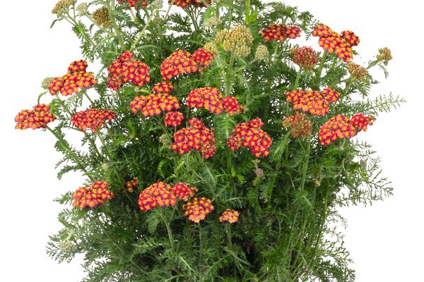 SkySail™ Fire Yarrow (Achillea millefolium SkySail™ Fire  ‘Bosachskyfi’) - QT -Ship Only