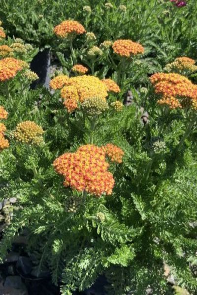 SkySail™  Yellow Yarrow (Achillea millefolium Skysail Yellow 'Bosachskyye'') - QT -Ship Only