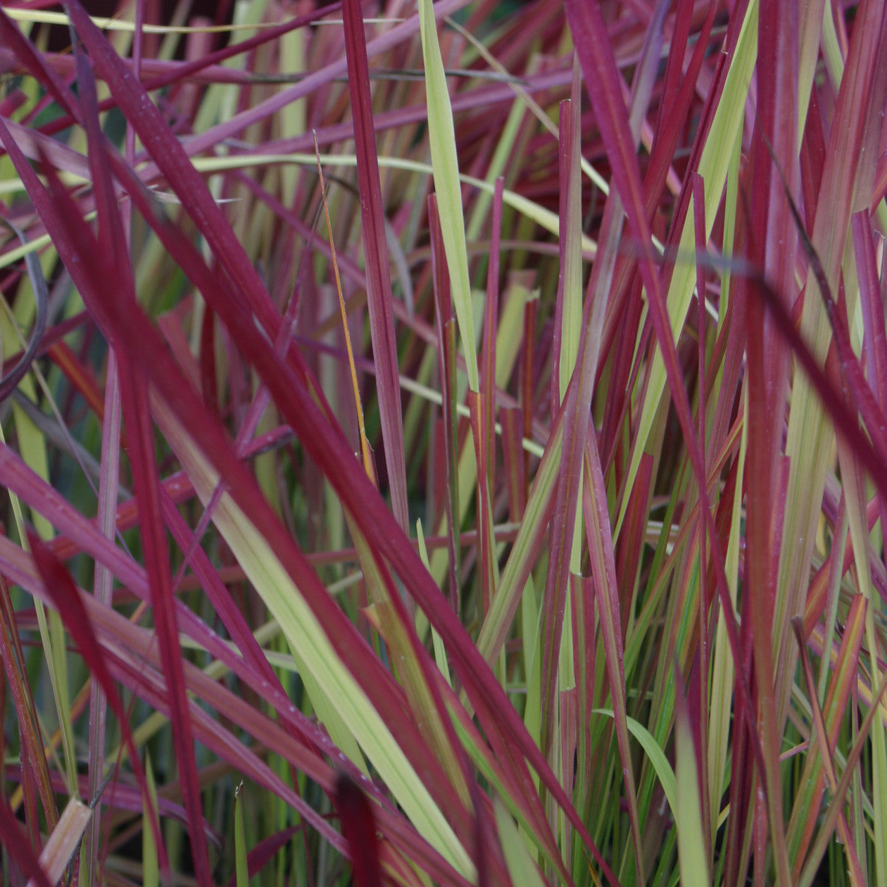 Japanese Blood Grass (Imperata koenigii 'Red Baron') - QT -Ship Only