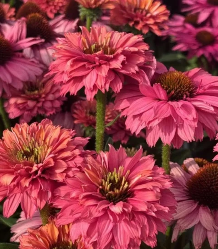 SunSeekers® ‘Pink Grapefruit’ Coneflower (Echinacea SunSeekers® ‘Pink Grapefruit’) - QT -Ship Only