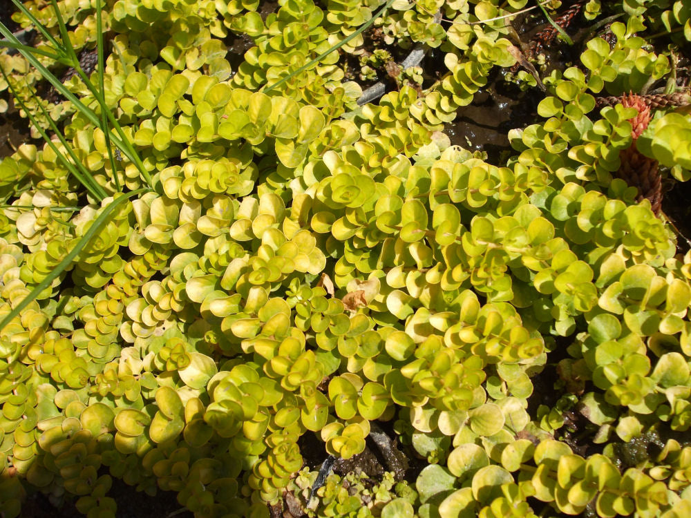 Golden Creeping Jenny (Lysimachia nummularia 'Aurea') - QT -Ship Only