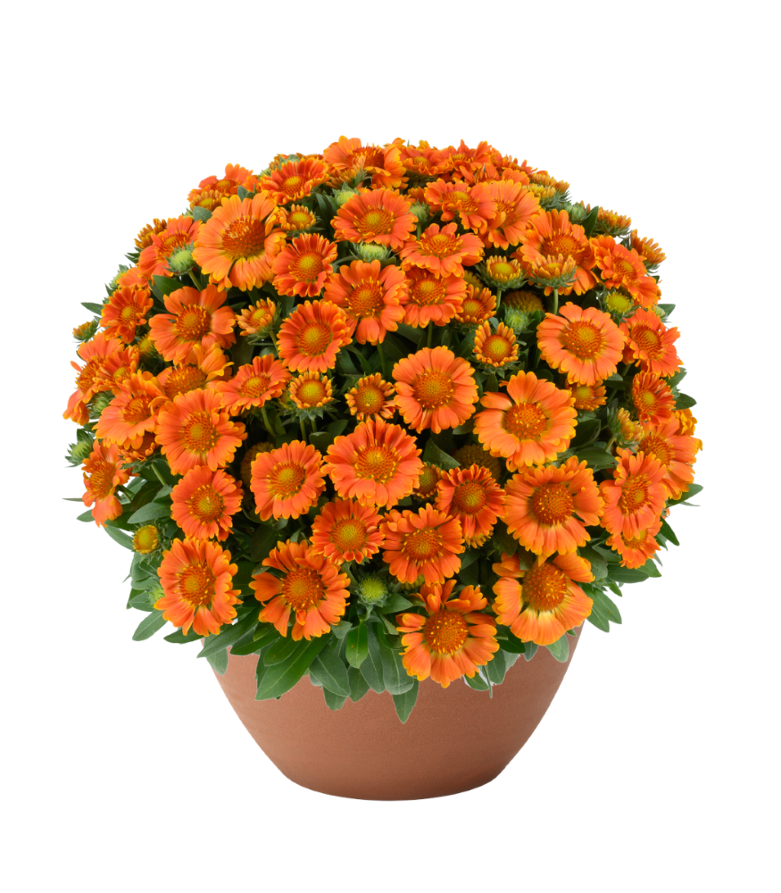Gusto™ Orange Zest Blanket Flower (Gaillardia Gusto™ Orange Zest) - QT -Ship Only