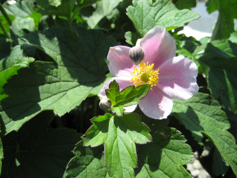 September Charm Anemone (Anemone x hybrida 'September Charm') - QT -Ship Only