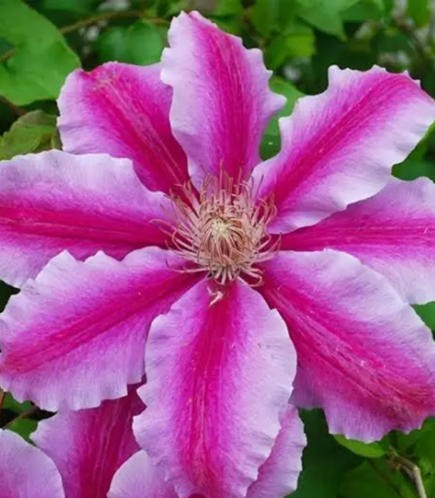 ‘Doctor Ruppel’ Large-Flowered Clematis (Clematis ‘Doctor Ruppel’) - QT -Ship Only