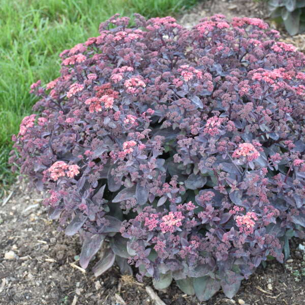 ‘Wineberry Delight’ Stonecrop (Sedum 'Wineberry Delight') - QT -Ship Only