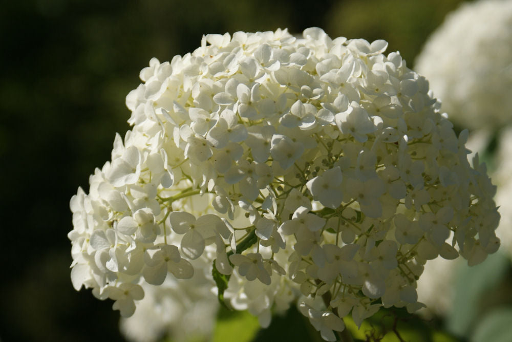 Annabelle Smooth Hydrangea (Hydrangea arborescens 'Annabelle') - QT -Ship Only