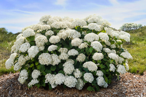 FlowerFull® Smooth Hydrangea (Hydrangea arborescens 'Flowerfull') - QT -Ship Only