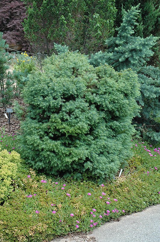 Mushroom Japanese Cedar (Cryptomeria jap. ‘Mushroom’) - 2 gallon -Ship Only