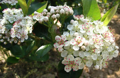 Viking Aronia / Black Chokeberry (Aronia melanocarpa 'Viking') - QT -Ship Only