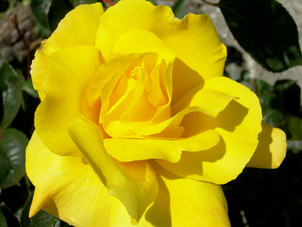 Golden Showers™ Climbing Rose (Rosa CL 'Golden Showers') - QT -Ship Only