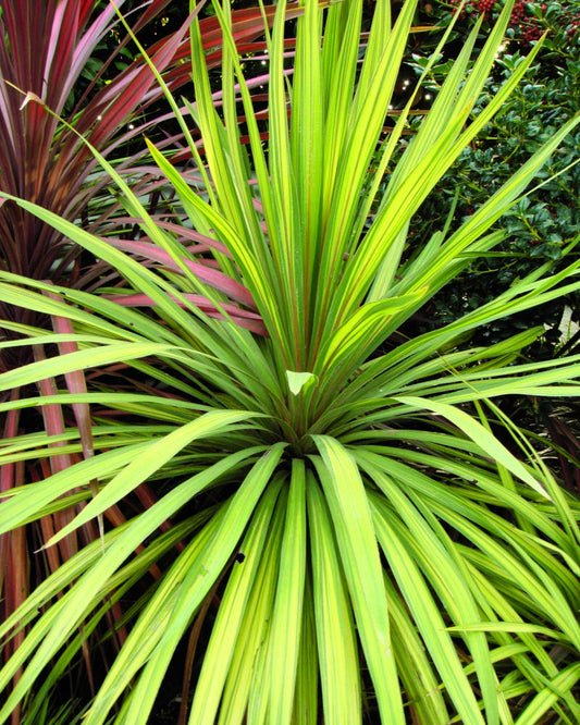 Torbay Dazzler Cordyline (Cordyline australis 'Torbay Dazzler') - 1 gallon -Ship Only