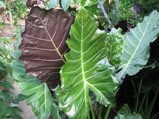 Mayan Mask Elephant Ear (Alocasia 'Mayan Mask') - 1 gallon -Ship Only
