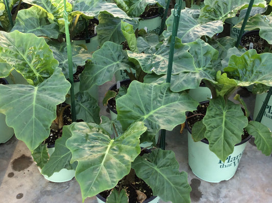 Low Rider™ Elephant Ear (Alocasia 'Low Rider') - 1 gallon -Ship Only