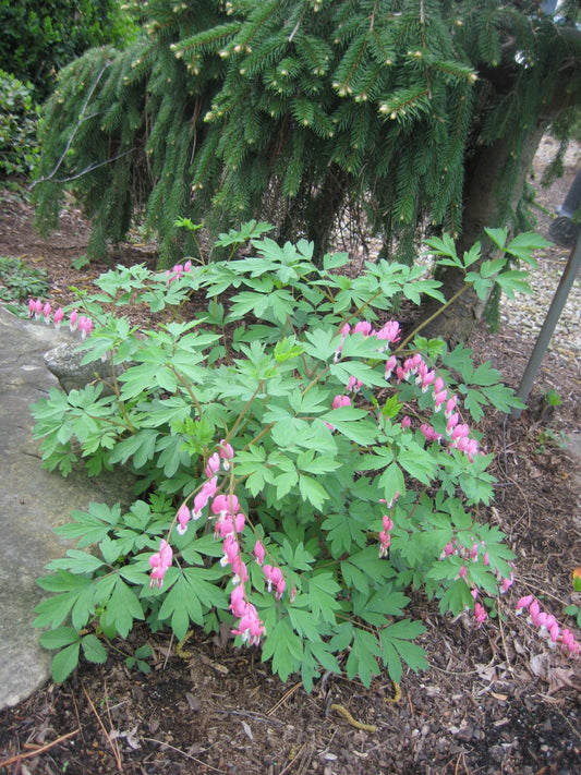 Bleeding Heart (Dicentra spectabilis) - QT -Ship Only