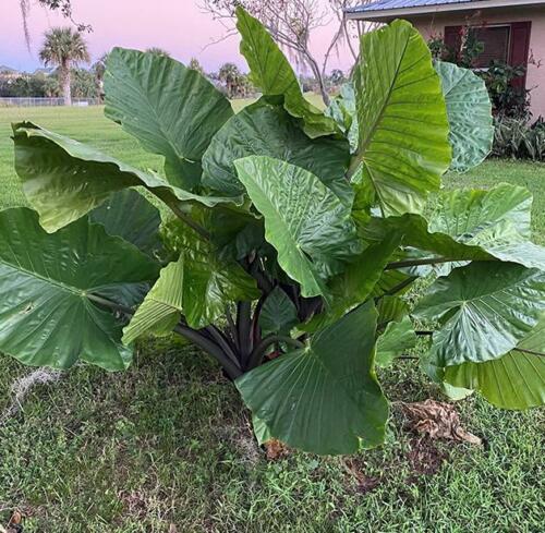 Dark Star Elephant Ear (Alocasia 'Dark Star') - 1 gallon -Ship Only