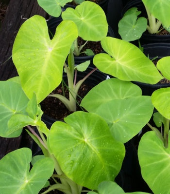 Maui Gold Elephant Ear (Colocasia 'Maui Gold') - 1 gallon -Ship Only
