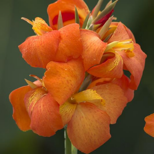 Cannova Orange Shades Canna (Canna cannova 'Orange Shades') - 1 gallon -Ship Only