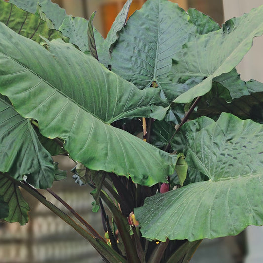Sumo Elephant Ear (Alocasia 'Sumo') - 1 gallon -Ship Only