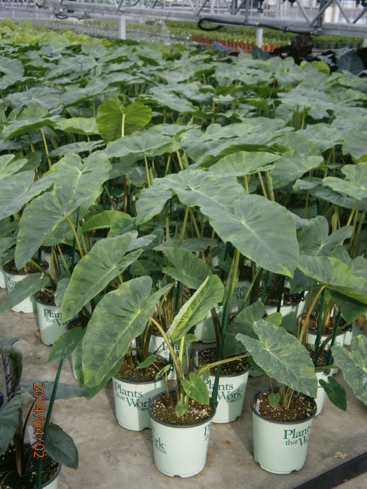 Illustris Elephant Ear (Colocasia antiquorum 'Illustris') - 1 gallon -Ship Only