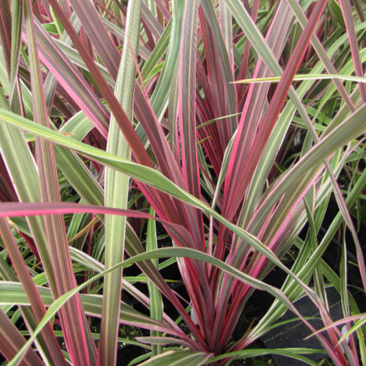 Cordyline Can Can (Cordyline dance 'Can Can') - 1 gallon -Ship Only
