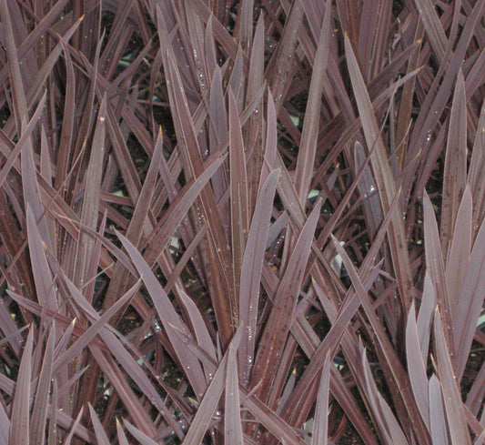 Red Sensation Cordyline (Cordyline australis 'Red Sensation') - 1 gallon -Ship Only