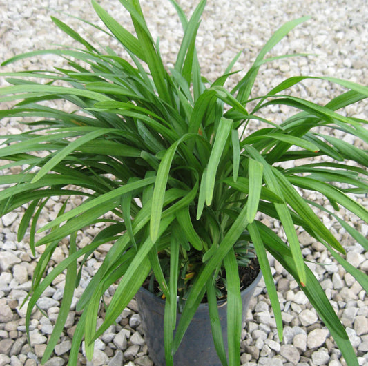 Big Blue Lily Turf (Liriope muscari 'Big Blue') - QT -Ship Only