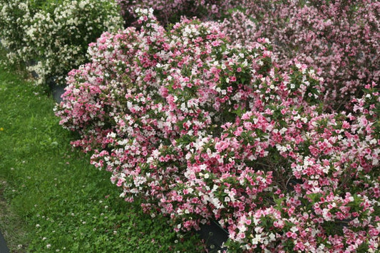 Proven Winners® Color Choice® Czechmark Trilogy® Weigela (Weigela FLORIDA 'VUKOZGemini') - QT -Ship Only