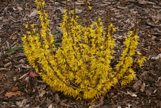 Show Off® Sugar Baby® Forsythia (Forsythia x intermedia 'Show Off Sugar Baby’) - QT -Ship Only