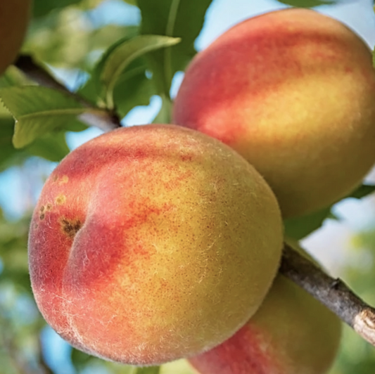 Peach Belle of Georgia (Prunus 'Fruit Belle Of Georgia') - 3 gallon 36" TREE -Ship Only