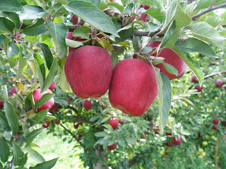 Red Delicious Apple (Malus 'Fruit Red Delicious') - 3 gallon 36" TREE -Ship Only