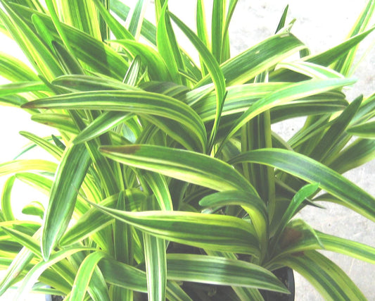 Silvery Sunproof Lily Turf (Liriope muscari 'Silvery Sunproof') - QT -Ship Only