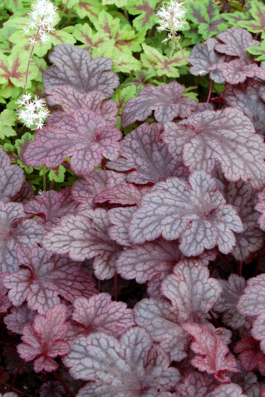 Plum Pudding™ Coral Bells (Heuchera plum 'Plum Pudding') - 1 gallon -Ship Only